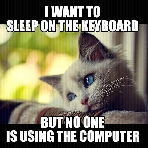 I WANT TO SLEEP ON THE KEYBOARD BUT NO ONE IS USING THE COMPUTER
