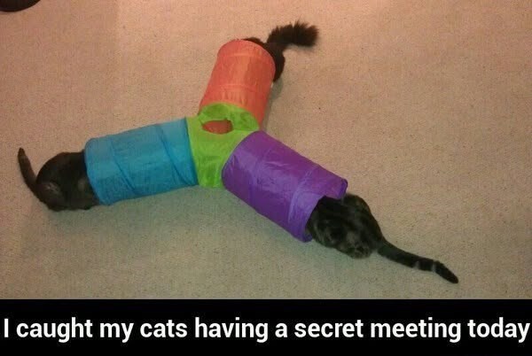 I caught my cats having a secret meeting today