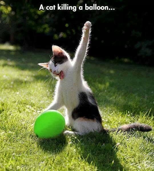 A cat killing a balloon...