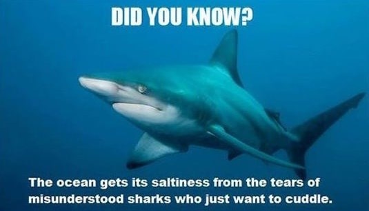 DID YOU KNOW? The ocean gets its saltiness from the tears of misunderstood sharks who just want to cuddle.