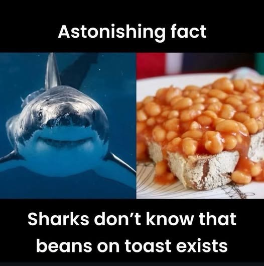 Astonishing fact Sharks don't know that beans on toast exists