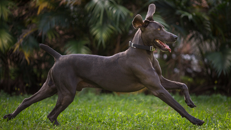 Weimaraner dog running on grass in a park.