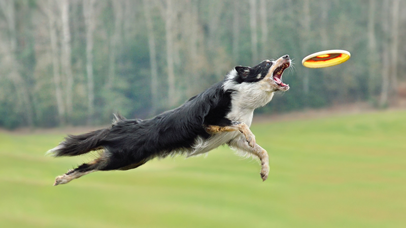 Border Collie dog mid-jump in a forest park trying to catch a freesbe in its mouth.