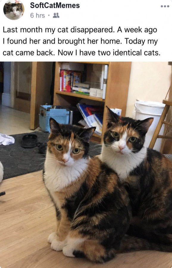 SoftCatMemes 6 hrs Last month my cat disappeared. A week ago I found her and brought her home. Today my cat came back. Now I have two identical cats.