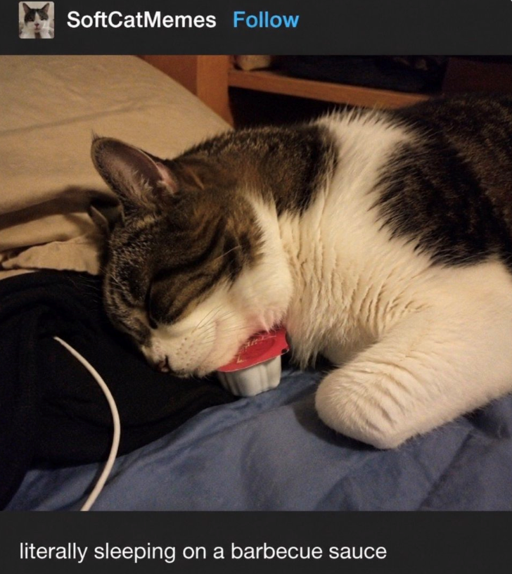 SoftCatMemes Follow literally sleeping on a barbecue sauce