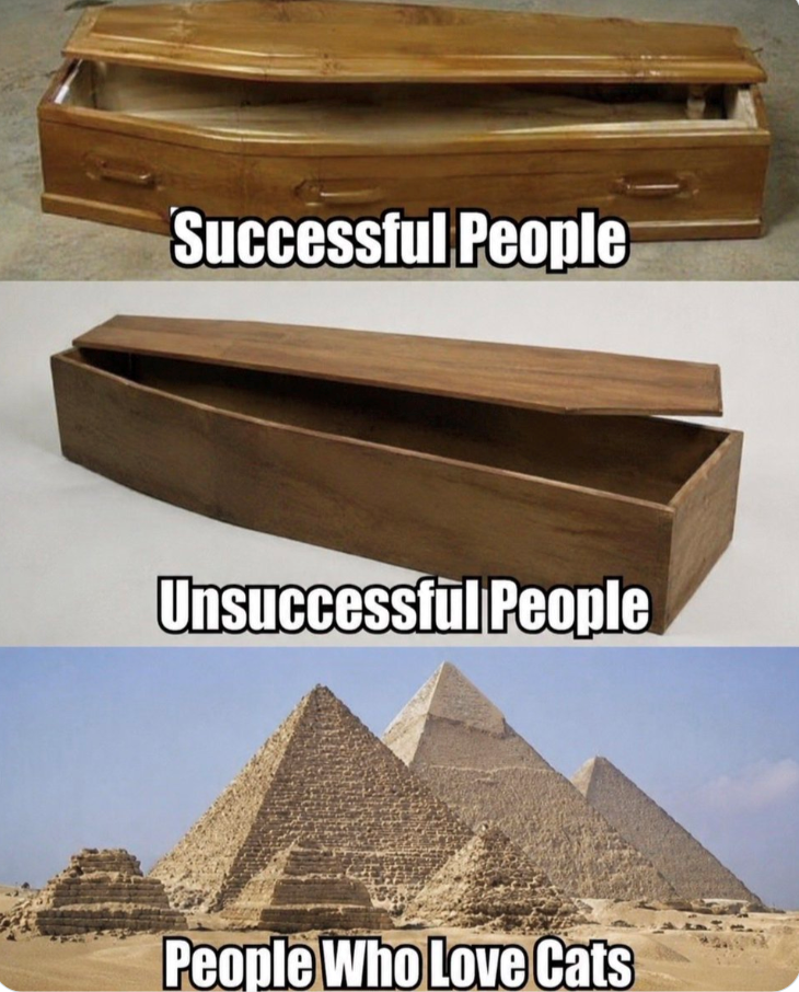 Successful People Unsuccessful People People Who Love Cats