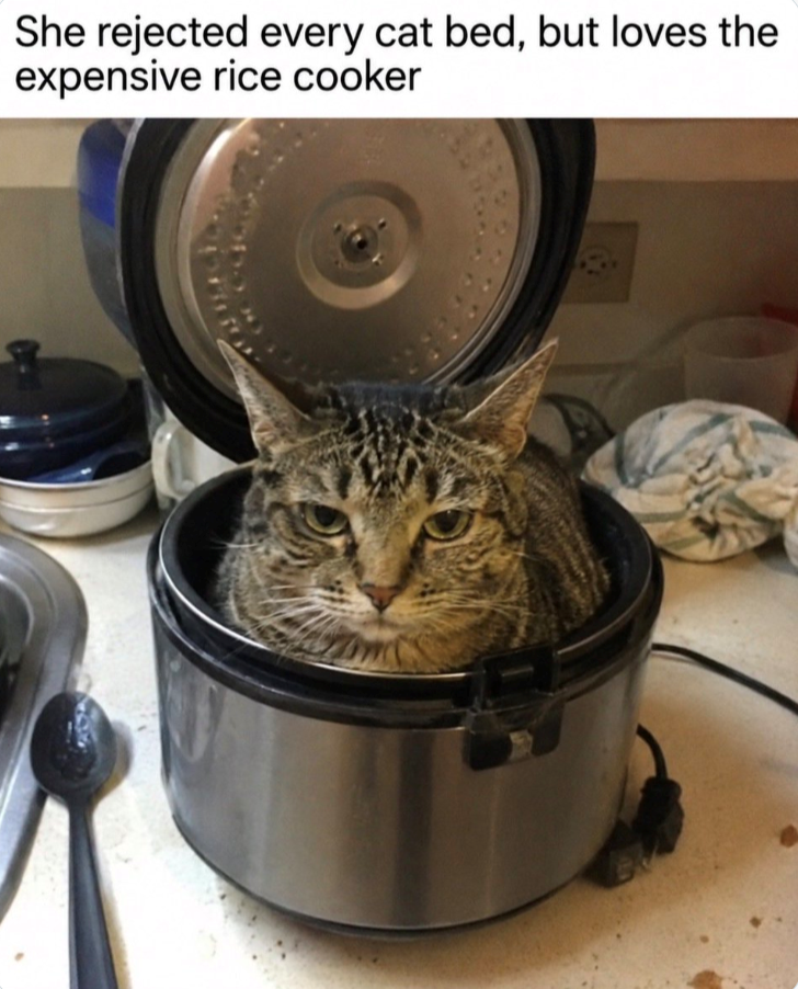 She rejected every cat bed, but loves the expensive rice cooker