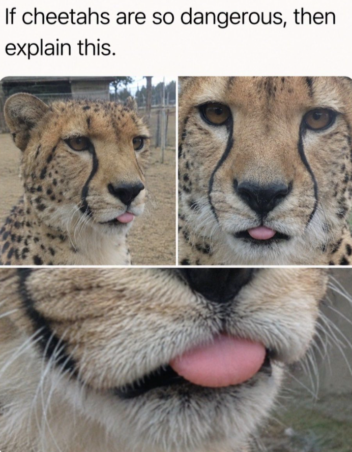 If cheetahs are so dangerous, then explain this.
