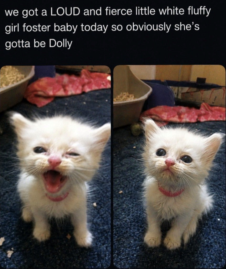 we got a LOUD and fierce little white fluffy girl foster baby today so obviously she's gotta be Dolly