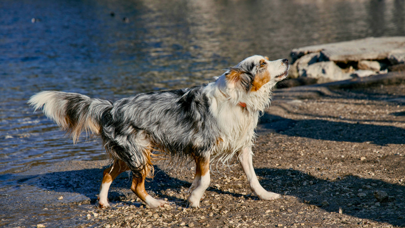 Australian Shepherd walking on a beach, fur a little damp and wet.