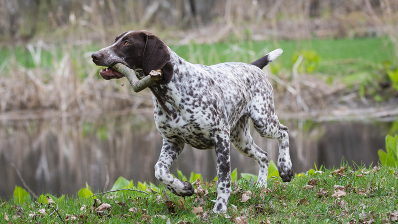 German Shorthaired Pointer in a light run near a river, with a stick in its mouth.