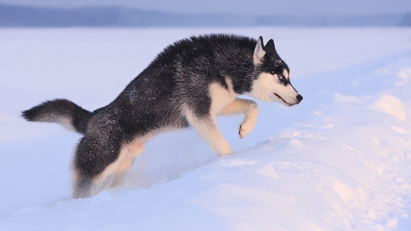 Siberian Husky mid-jump through snowy slopes.