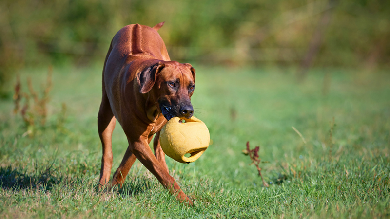 Rhodesian Ridgeback dog in a park holding a yellow ball in its mouth.
