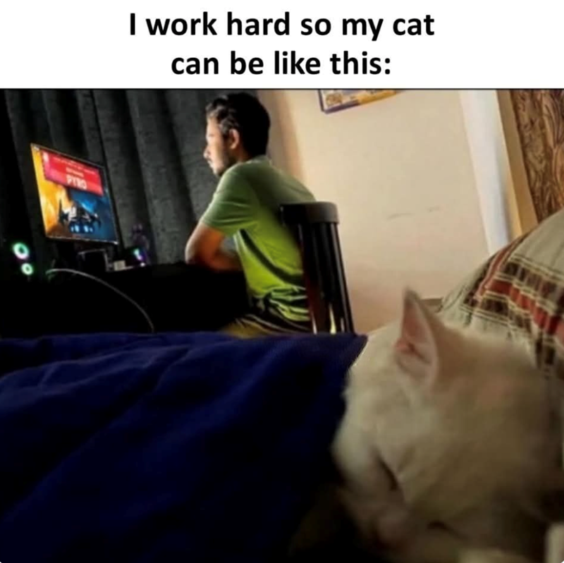 PYRO I work hard so my cat can be like this: