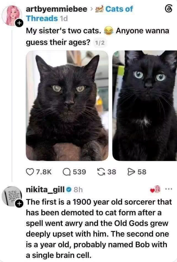 + artbyemmiebee > Cats of Threads 1d My sister's two cats. guess their ages? 1/2 Anyone wanna 7.8K 539 38 > 58 nikita_gill 8h The first is a 1900 year old sorcerer that has been demoted to cat form after a spell went awry and the Old Gods grew deeply upset with him. The second one is a year old, probably named Bob with a single brain cell.