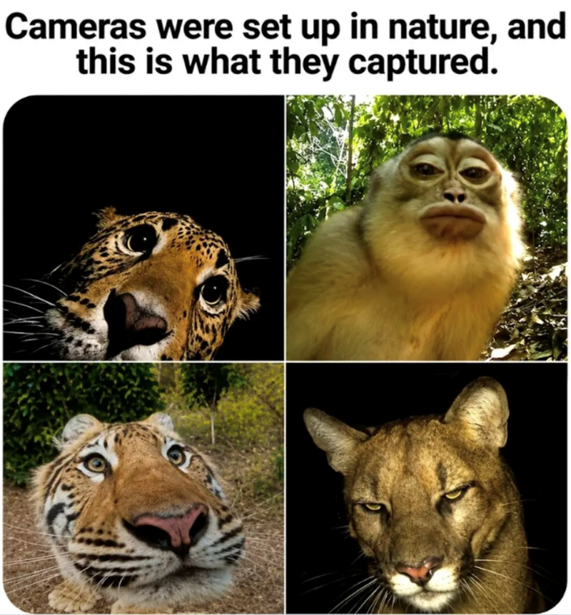 Cameras were set up in nature, and this is what they captured.