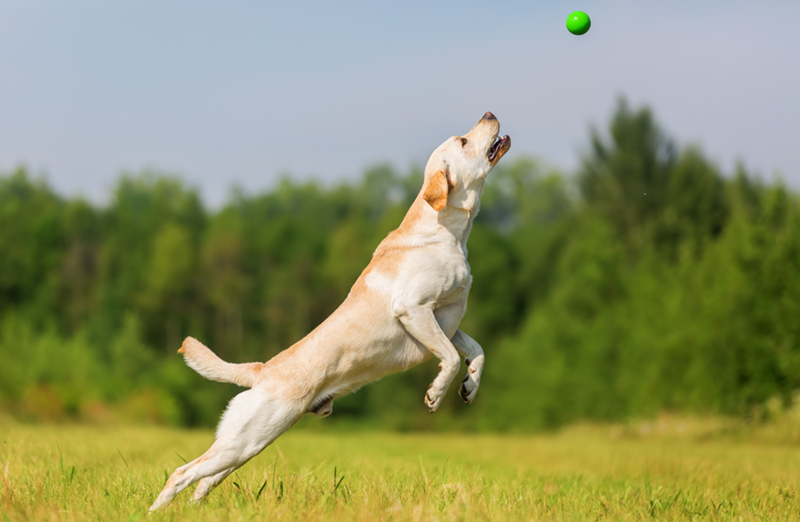 Labrador Retriever dog jumps outdoors to catch a thrown ball.