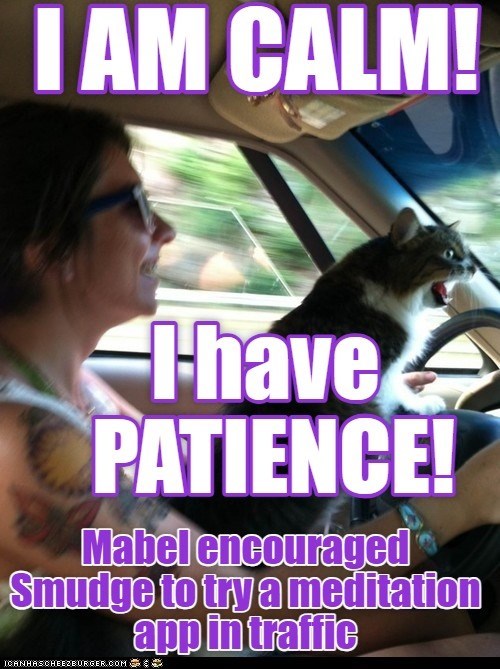 I AM CALM! Thave PATIENCE! Mabel encouraged Smudge to try a meditation app in traffic ICANHASCHEEZBURGER.COM