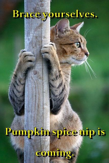 Brace yourselves. Pumpkin spice nip is coming.