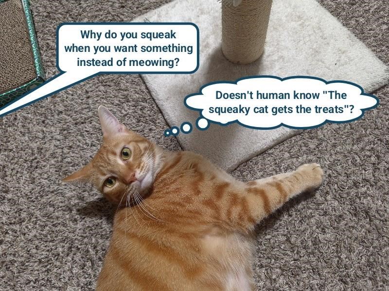 Why do you squeak when you want something instead of meowing? Doesn't human know "The squeaky cat gets the treats"?