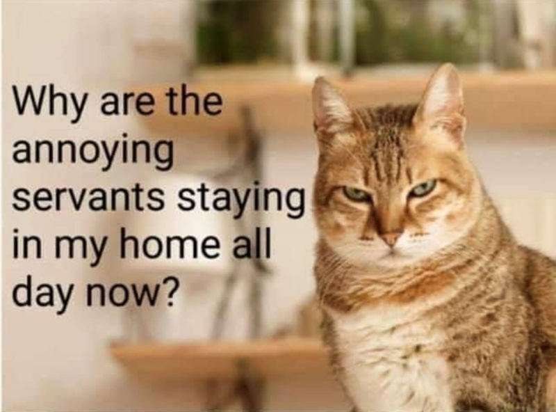 Why are the annoying servants staying in my home all day now?