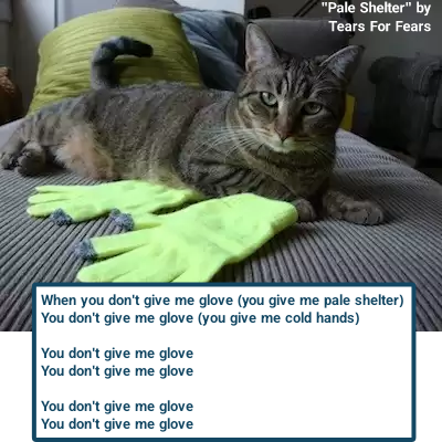 "Pale Shelter" by Tears For Fears When you don't give me glove (you give me pale shelter) You don't give me glove (you give me cold hands) You don't give me glove You don't give me glove You don't give me glove You don't give me glove