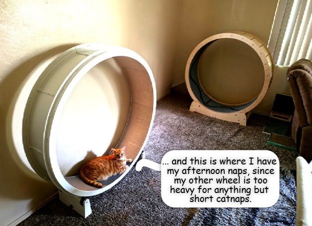 ... and this is where I have my afternoon naps, since my other wheel is too heavy for anything but short catnaps.