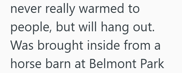 never really warmed to people, but will hang out. Was brought inside from a horse barn at Belmont Park