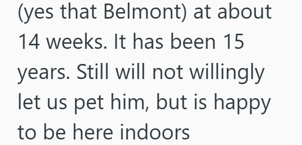 (yes that Belmont) at about 14 weeks. It has been 15 years. Still will not willingly let us pet him, but is happy to be here indoors