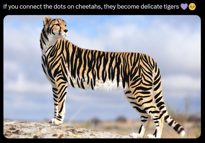 If you connect the dots on cheetahs, they become delicate tigers