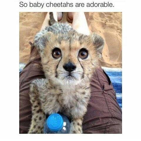 So baby cheetahs are adorable.