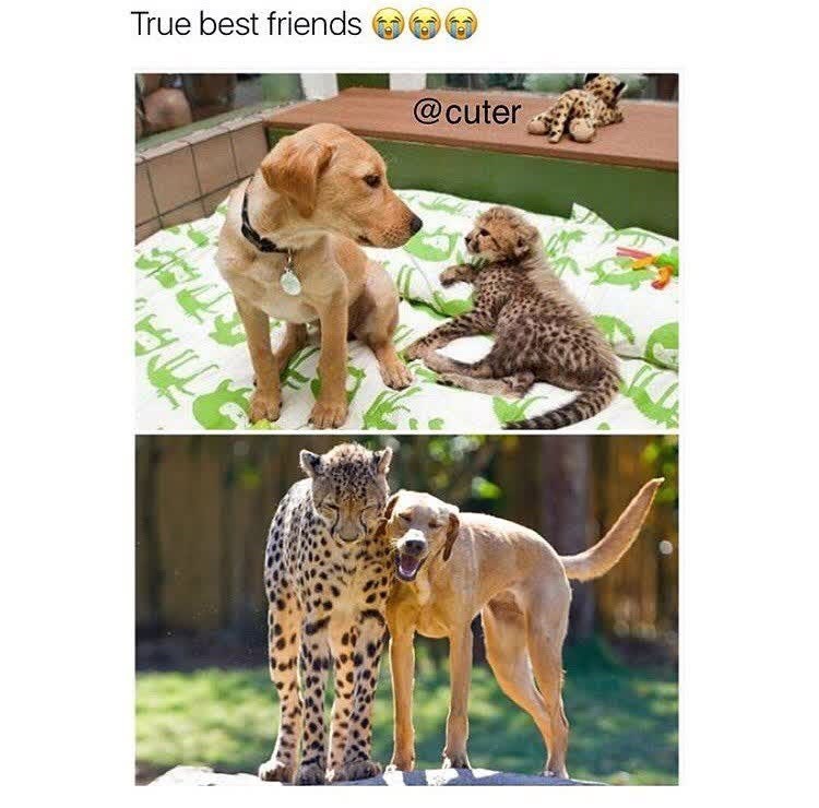 True best friends @cuter
