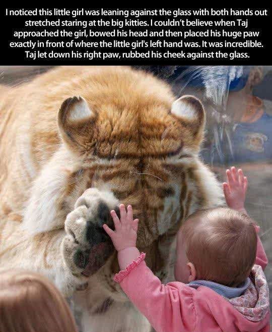 I noticed this little girl was leaning against the glass with both hands out stretched staring at the big kitties. I couldn't believe when Taj approached the girl, bowed his head and then placed his huge paw exactly in front of where the little girl's left hand was. It was incredible. Taj let down his right paw, rubbed his cheek against the glass.