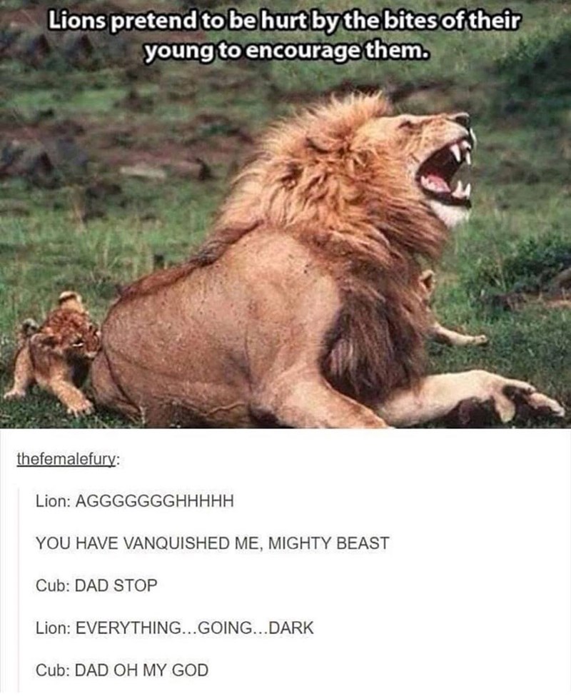 Lions pretend to be hurt by the bites of their young to encourage them. thefemalefury: Lion: AGGGGGGGHHHHH YOU HAVE VANQUISHED ME, MIGHTY BEAST Cub: DAD STOP Lion: EVERYTHING...GOING...DARK Cub: DAD OH MY GOD