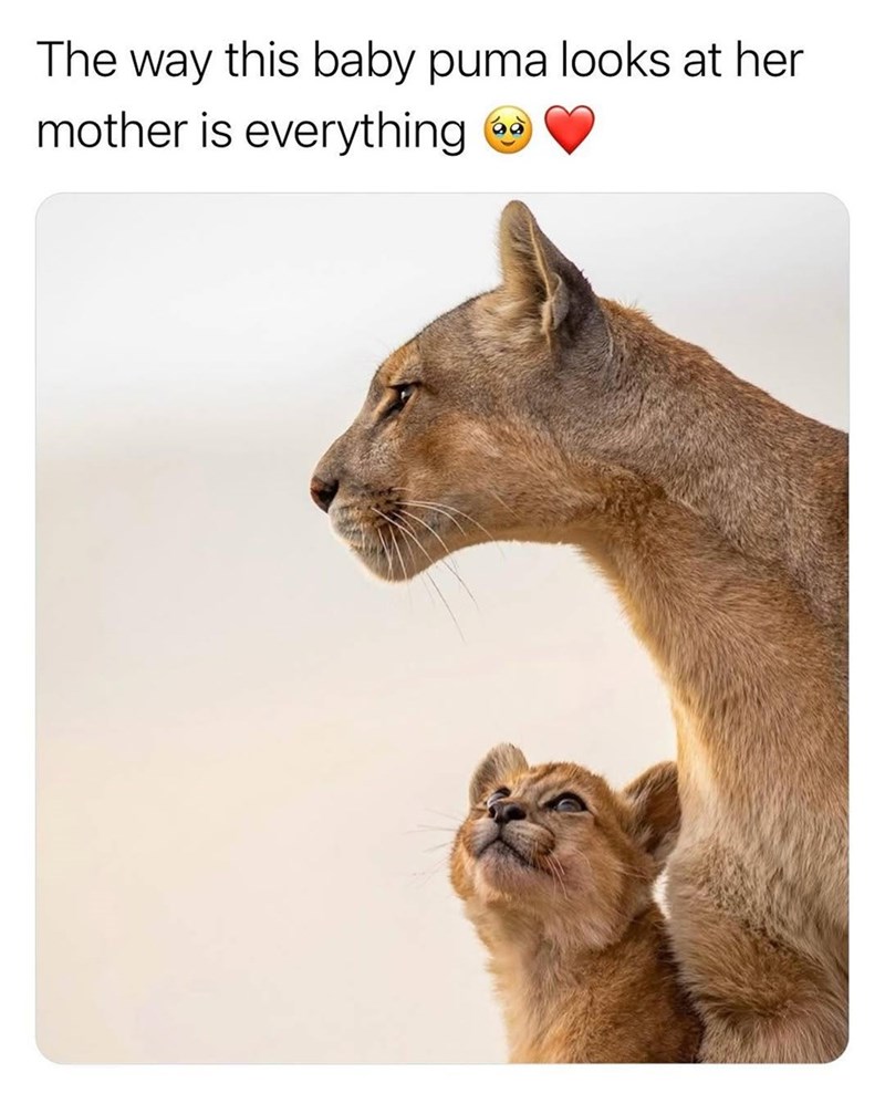 The way this baby puma looks at her mother is everything