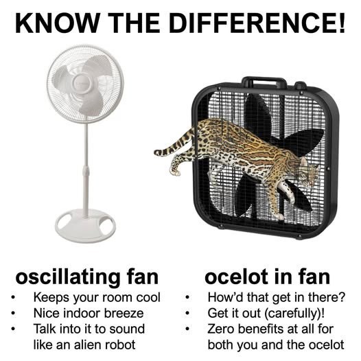 KNOW THE DIFFERENCE! oscillating fan Keeps your room cool Nice indoor breeze Talk into it to sound • like an alien robot • ocelot in fan How'd that get in there? • Get it out (carefully)! Zero benefits at all for • both you and the ocelot