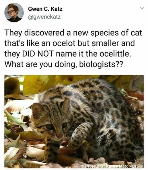 Gwen C. Katz @gwenckatz < They discovered a new species of cat that's like an ocelot but smaller and they DID NOT name it the ocelittle. What are you doing, biologists?? Projeto Gato Mato Brasil