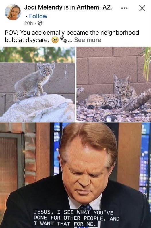 Jodi Melendy is in Anthem, AZ. . Follow 20h POV: You accidentally became the neighborhood bobcat daycare. ... See more JESUS, I SEE WHAT YOU'VE DONE FOR OTHER PEOPLE, AND I WANT THAT FOR ME.