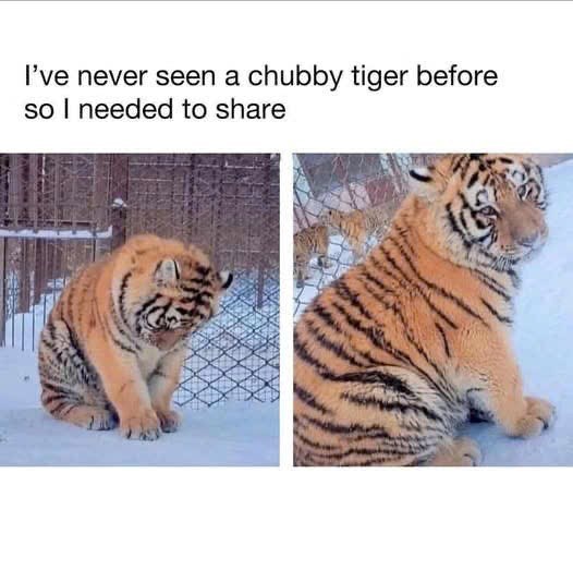 I've never seen a chubby tiger before so I needed to share