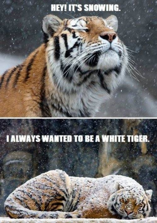 HEY! IT'S SNOWING. I ALWAYS WANTED TO BE A WHITE TIGER.