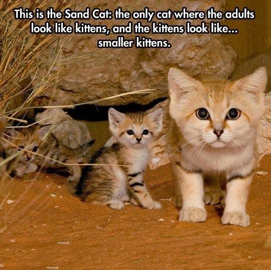 This is the Sand Cat: the only cat where the adults look like kittens, and the kittens look like... smaller kittens.