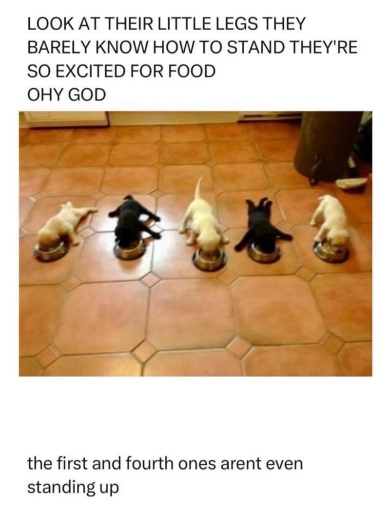LOOK AT THEIR LITTLE LEGS THEY BARELY KNOW HOW TO STAND THEY'RE SO EXCITED FOR FOOD OHY GOD the first and fourth ones arent even standing up