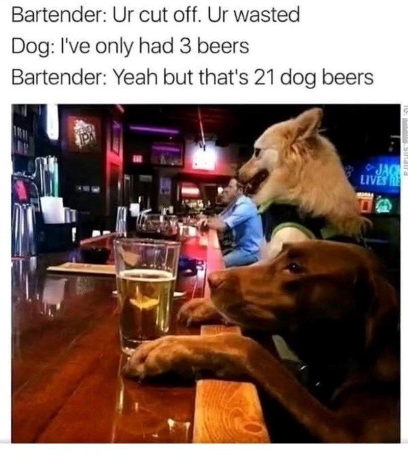 Bartender: Ur cut off. Ur wasted Dog: I've only had 3 beers Bartender: Yeah but that's 21 dog beers REBEL JAC LIVES R Sinatr