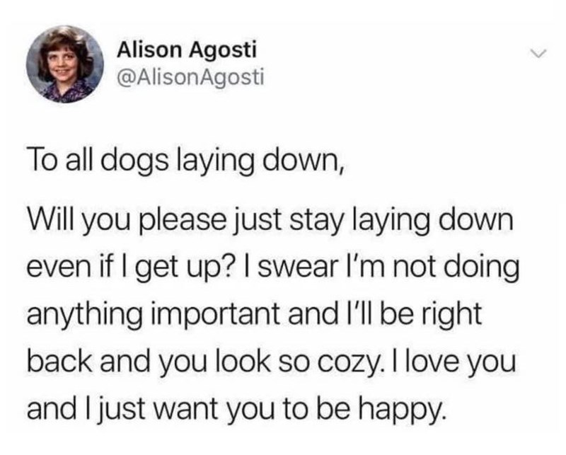 Alison Agosti @Alison Agosti To all dogs laying down, Will you please just stay laying down even if I get up? I swear I'm not doing anything important and I'll be right back and you look so cozy. I love you and I just want you to be happy.