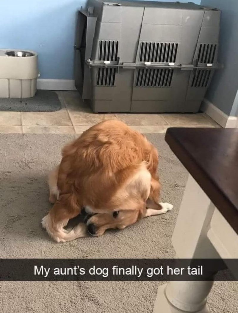 My aunt's dog finally got her tail
