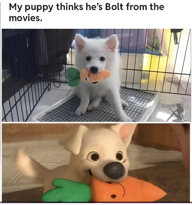 My puppy thinks he's Bolt from the movies. Pixentra