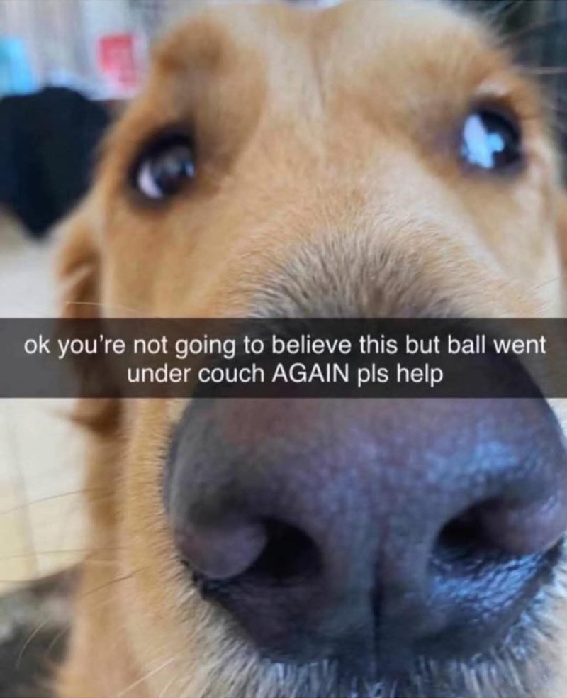 ok you're not going to believe this but ball went under couch AGAIN pls help