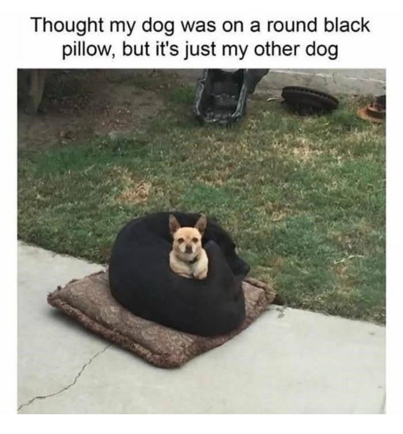 Thought my dog was on a round black pillow, but it's just my other dog
