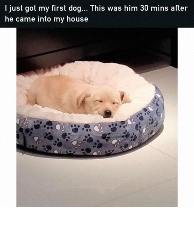 I just got my first dog... This was him 30 mins after he came into my house