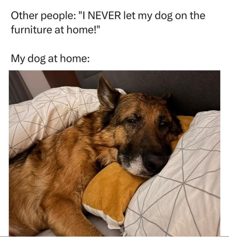 Other people: "I NEVER let my dog on the furniture at home!" My dog at home: